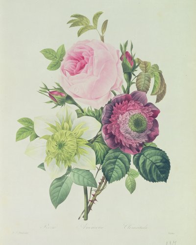 Rosa, anémona y Clemátide, de 